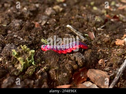 Il worm è il grande caterpillar. Vermi rossi di mopano a terra. Larva di insetto di caterpillar grande e lungo verme dell'ordine Lepidoptera (farfalle) Foto Stock