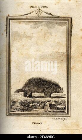 una pagina di un animale dell'enciclopedia vintage con un'incisione di a. mammifero dell'arte classica Foto Stock