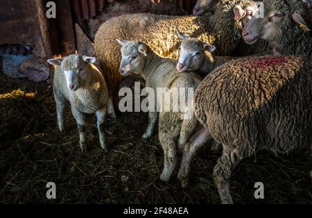 Tre agnelli curiosi e dolci in una stalla di una fattoria abruzzese. Abruzzo, Italia, Europa Foto Stock