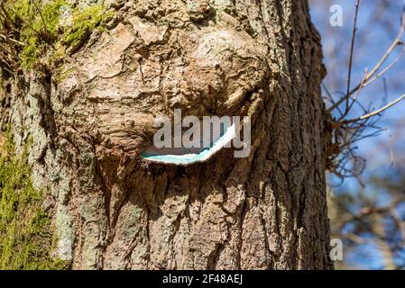 Vecchio segno con ciottoli in un albero sopravvolta di muschio e cielo blu Foto Stock