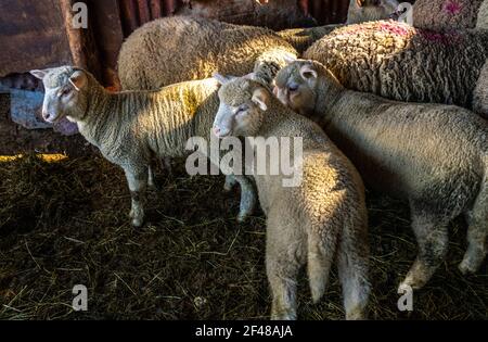 Tre agnelli curiosi e dolci in una stalla di una fattoria abruzzese. Abruzzo, Italia, Europa Foto Stock