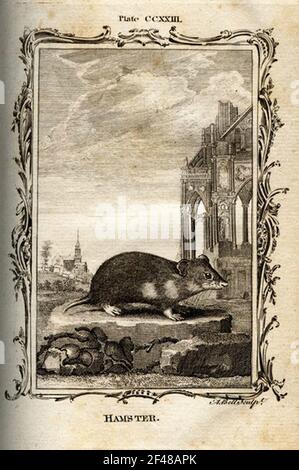 una pagina di un animale dell'enciclopedia vintage con un'incisione di a. mammifero dell'arte classica Foto Stock