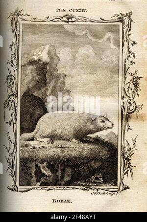 una pagina di un animale dell'enciclopedia vintage con un'incisione di a. mammifero dell'arte classica Foto Stock