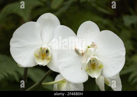 Orchidea Mantis - su Orchidea di Phalenopsis che mostra camouflageHymenopus coronatus IN000651 Foto Stock