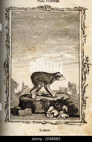 una pagina di un animale dell'enciclopedia vintage con un'incisione di a. mammifero dell'arte classica Foto Stock