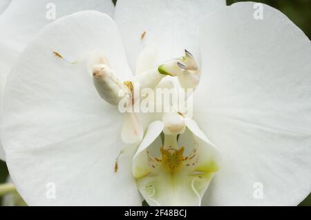 Orchidea Mantis - su orchidea di Phalenopsis che mostra camouflageHymenopus coronatus IN000654 Foto Stock