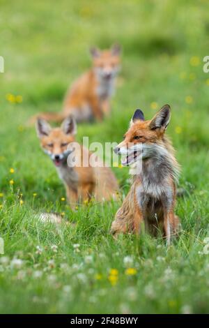 Bunch of red fox sitting on green pasture in spring Foto Stock