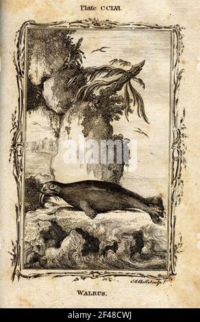 una pagina di un animale dell'enciclopedia vintage con un'incisione di a. mammifero dell'arte classica Foto Stock