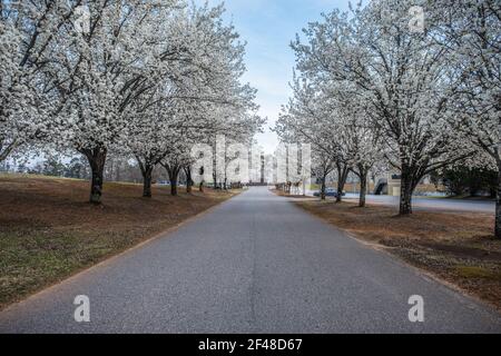 File di alberi di pera fioriti bianchi in piena fioritura lungo l'entrata della strada nel parco in primavera Foto Stock