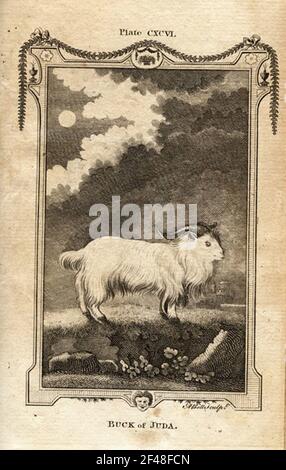 una pagina di un animale dell'enciclopedia vintage con un'incisione di a. mammifero dell'arte classica Foto Stock