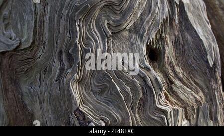 Sfondo full frame che mostra belle rotazioni di grano su tronco di albero Foto Stock