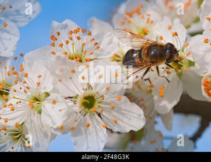 Italia, Lombardia, campagna nei pressi di Crema, Bee Gathering Pollen su Blackthorn o Sloe Prunus Spinosa Foto Stock