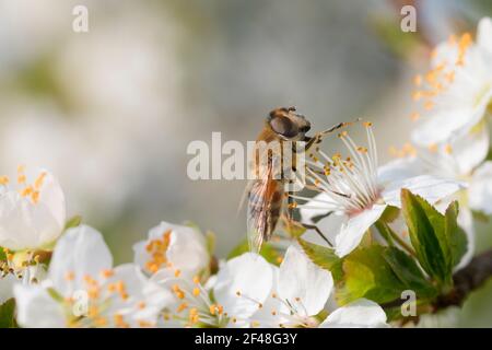 Italia, Lombardia, campagna nei pressi di Crema, Bee Gathering Pollen su Blackthorn o Sloe Prunus Spinosa Foto Stock