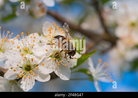 Italia, Lombardia, campagna nei pressi di Crema, Bee Gathering Pollen su Blackthorn o Sloe Prunus Spinosa Foto Stock