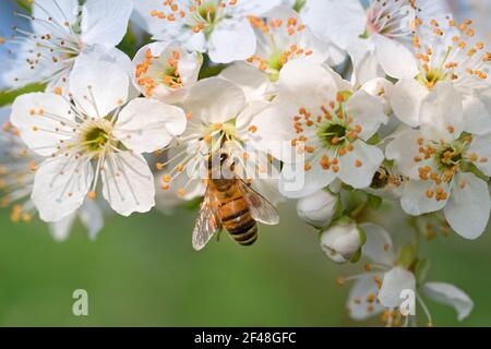 Italia, Lombardia, campagna nei pressi di Crema, Bee Gathering Pollen su Blackthorn o Sloe Prunus Spinosa Foto Stock
