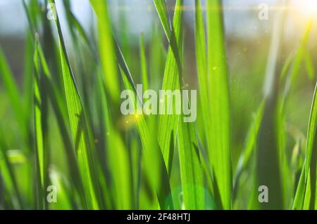 Erba. Erba fresca di primavera verde. Messa a fuoco morbida. Astratto natura sfondo. Foto Stock