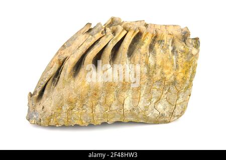 Dente di mammut isolato su fondo bianco (30,000 anni) Foto Stock