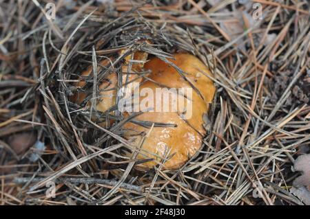 Bel fungo di boleto che cresce in foresta di conifere. Funghi tra aghi di pino. Foto Stock