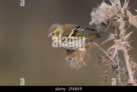 Siskin seduta sul cardo in autunno mangiare teste di mare Foto Stock