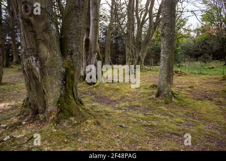 Gli alberi di faggio maturi nel vecchio solco che circonda la Clava Cairns in Bulnuaran Scozia. Foto Stock