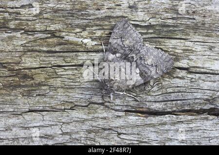 Red Underwing Moth Catocala nupta Essex, Regno Unito AL000746 Foto Stock