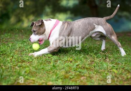 Un cane di razza mista Staffordshire Bull Terrier insegue una palla a terra Foto Stock