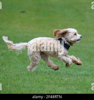 Cane cockapoo Foto Stock