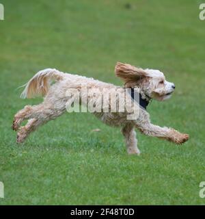 Cane cockapoo Foto Stock