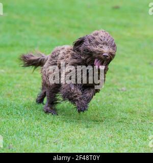 Cane cockapoo Foto Stock