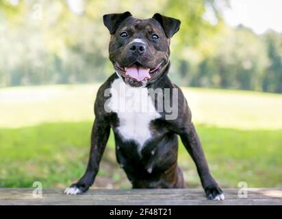 Un brindle felice e bianco Staffordshire Bull Terrier razza mista cane in piedi con le zampe anteriori su una panchina Foto Stock