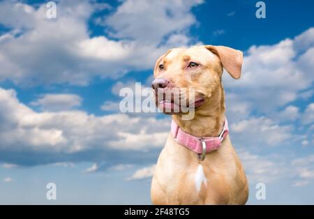 Un rosso Hound x Retriever razza mista cane all'aperto contro un cielo blu con nuvole Foto Stock