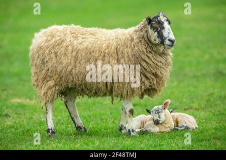 La pecora delle muli Swaledale con i suoi agnelli gemelli neonatali in Springtime, si trovava in un prato verde. Entrambi gli agnelli dormono. Concetto: Amore di una madre. Orizzontale, Foto Stock