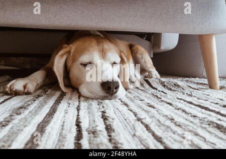 Accogliente immagine interna di un cane beagle pigro dormire sotto il divano nel soggiorno. Immagine di concetto divertente degli animali domestici. Foto Stock