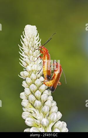 Soldato rosso comune - accoppiamento di coppia su flowerRhagonycha fulva Essex, UK IN000788 Foto Stock