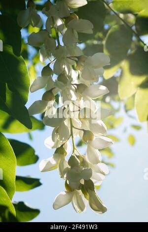 Un primo piano di un albero di acacia fiorisce, Mosca, Russia Foto Stock