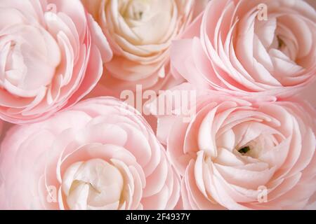 Ranunculus fiori rosa primo piano sfondo Foto Stock