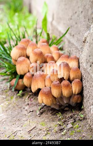 Giovane frutta corpi di luccicante Inkcap Fungo (Coprinellus micaceus) vicino alla parete di cemento Foto Stock