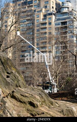 Operaio in una gru a secchio Pruning Trees , Central Park, New York, Stati Uniti Foto Stock