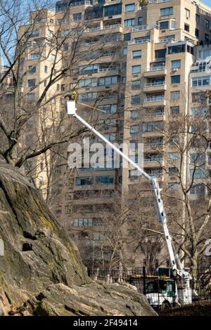 Operaio in una gru a secchio Pruning Trees , Central Park, New York, Stati Uniti Foto Stock