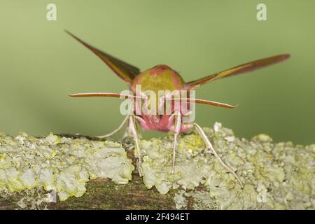 Elephant Hawkmoth Deilephila elpenor Essex, Regno Unito AL000886 Foto Stock