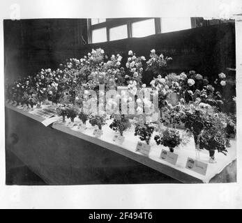 Promemoria della pubblicità floreale e vegetale. Plauen i. V., dal 29 settembre al 7 ottobre 1930 organizzato dal Vogtland Gärtnerverein. Parte espositiva con bouquet di scuole di rose e alberi Albert Tiepelmann Foto Stock