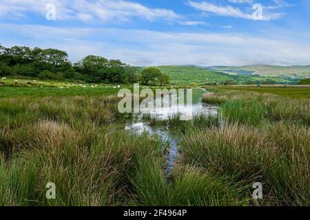 Le zone umide della riserva naturale RSPB a Ynys-hir, Eglyws-fach, Machynlleth, Galles, Regno Unito Foto Stock