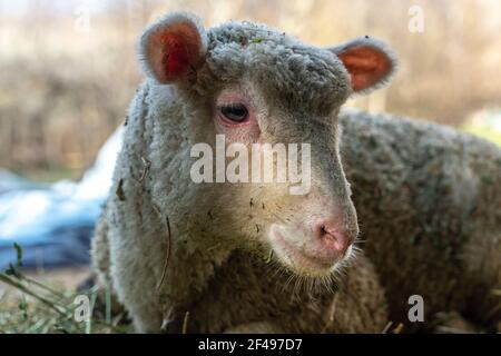 Ritratto di un agnello in una piccola fattoria in Abruzzo. Abruzzo, Italia, Europa Foto Stock