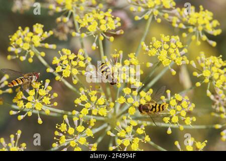 Hoverflies- on Finnel flowerMelascaeava cinctella Essex, UK IN000965 Foto Stock