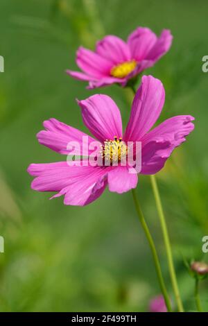 Pastello Pink Cosmos Bipinnatus Foto Stock