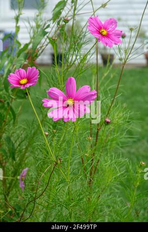 Pastello Pink Cosmos Bipinnatus Foto Stock