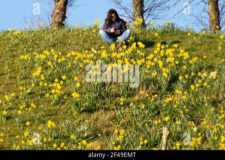 Southend on Sea, Essex, Regno Unito. 19 marzo 2021. L'ultimo giorno dell'inverno astronomico era luminoso e soleggiato, ma rimaneva fresco a Southend sul mare sull'estuario del Tamigi. Una donna seduta tra i narcisi sui Cliff Gardens della città Foto Stock