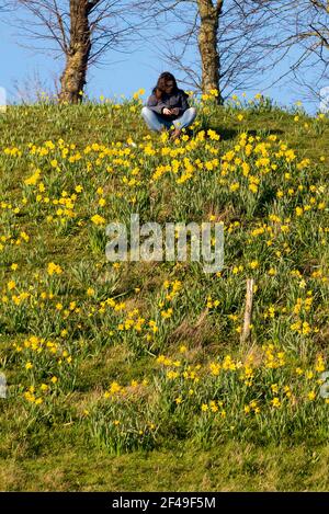 Southend on Sea, Essex, Regno Unito. 19 marzo 2021. L'ultimo giorno dell'inverno astronomico era luminoso e soleggiato, ma rimaneva fresco a Southend sul mare sull'estuario del Tamigi. Una donna seduta tra i narcisi sui Cliff Gardens della città Foto Stock