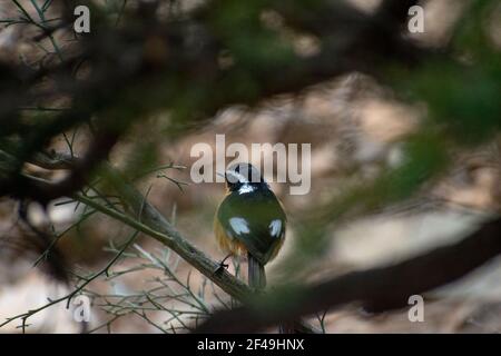 Primo piano della Redstart di Moussier, uomo adulto Foto Stock