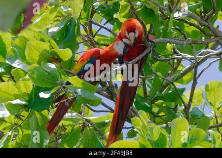 Coppia di Scarlet Macaws (Ara macao) al Parco Nazionale di Corcovado, Costa Rica Foto Stock